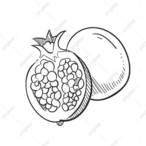 Pomegranate Line Drawing at Mark Lenhardt blog