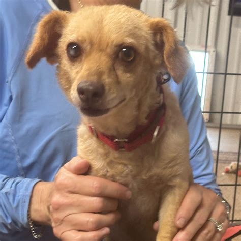 Animal Shelters in Plano, TX - Find Paw Pal