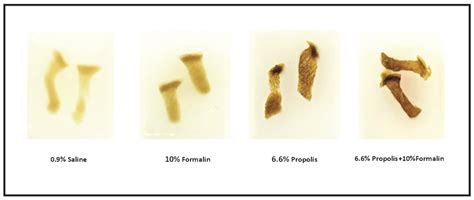 Propolis as a Potential Novel Histological Tissue Fixative: A ...