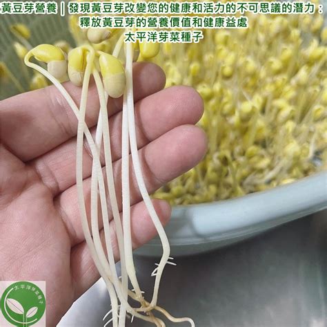 豆芽发芽盆芽苗菜育苗盘小麦芽菜豆苗种植盘种子无土栽培水培神器-阿里巴巴