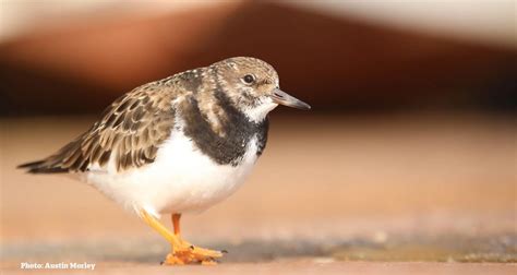 Seascapes Coastal Bird Walk - Crimdon, The Dunes Café, Crimdon Beach ...