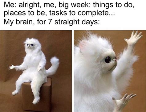 Cat Memes: 2 Decades of the Best Templates