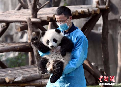 大熊猫饲养员的“特殊体质”_高清1080P在线观看平台_腾讯视频
