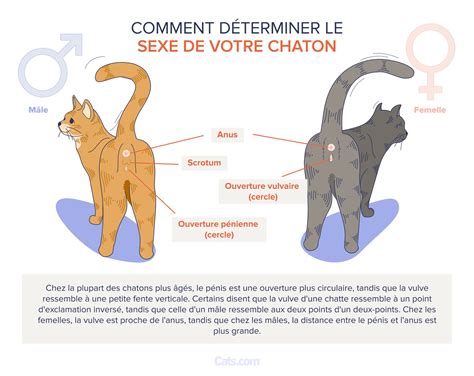 Guide sur les organes génitaux félins (rédigé par un vétérinaire) - Cats.com