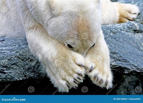 Polar bear stock photo. Image of climate, cute, bear - 30216830