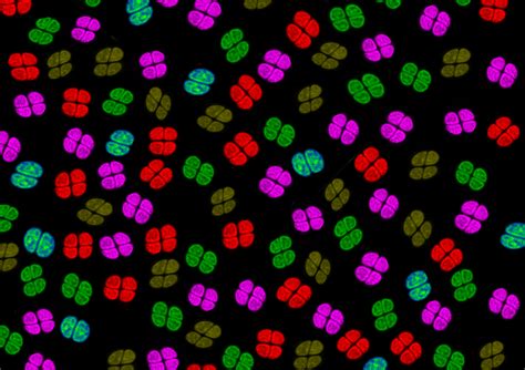 National Repository for Microalgae and Cyanobacteria - Freshwater (NRMC ...