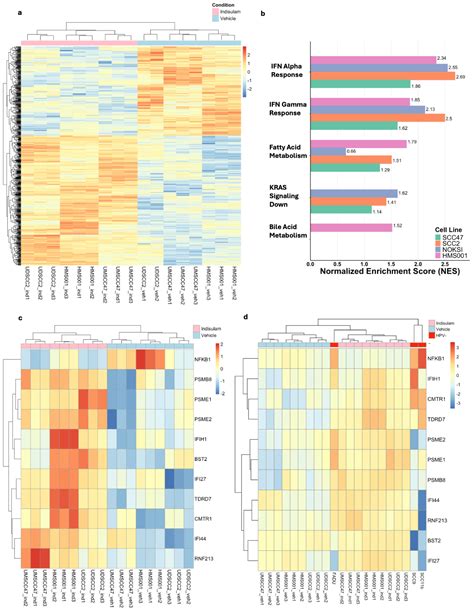 Indisulam Shows an Anti-Cancer Effect on HPV+ and HPV− Head and Neck Cancer