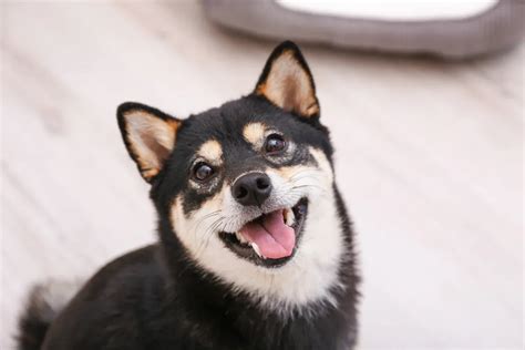 Unveiling the Allure of the Shiba Inu Black and Tan: A Comprehensive Guide