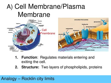 PPT - Cell Organelles Analogy PowerPoint Presentation, free download ...