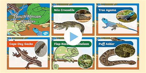 Grade R - Reptiles - PowerPoint: South African Reptiles