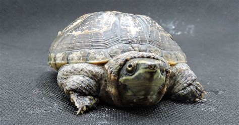 Small Basic Turtle 的图像结果