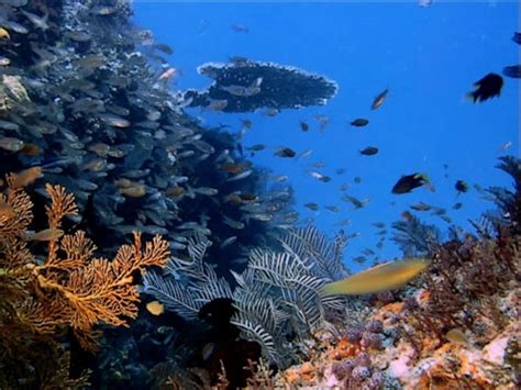 Pacific Ocean Animals List