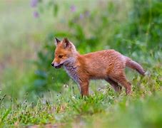Image result for Quite Animal Baby Wallpaper