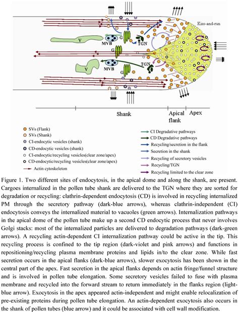 Plants | Special Issue : Pollen Tube Growth
