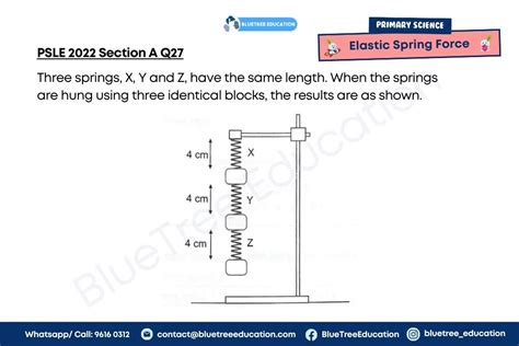 PSLE Science: Elastic Spring Force Graph - BlueTree Education