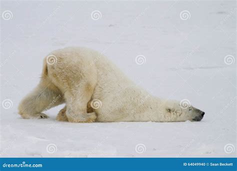 Polar bear slide stock photo. Image of snow, churchill - 64049940