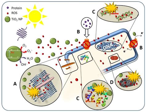 Photocatalytic TiO2-Based Nanostructured Materials for Microbial ...