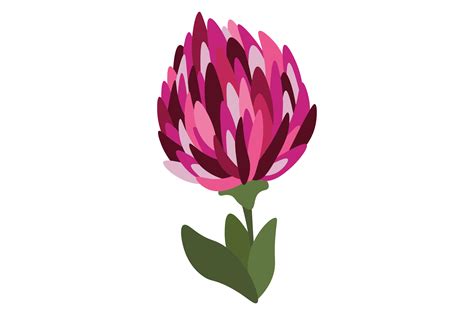 Vermont State Flower - Trifolium Pratense SVG Cut file by Creative ...