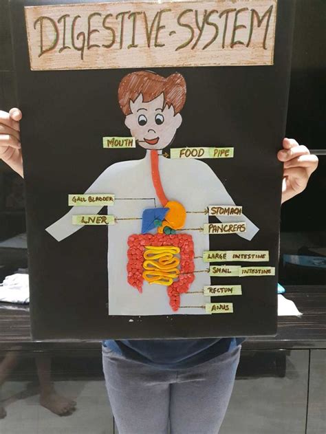 How to Make Digestive System Model 的图像结果