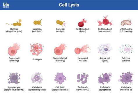 Icon Pack - Cell Lysis | BioRender Science Templates