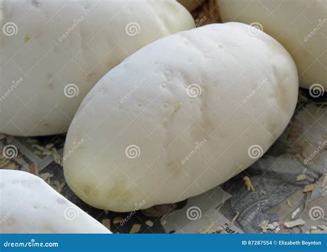 Image result for Ball Python Eggs Dimpling