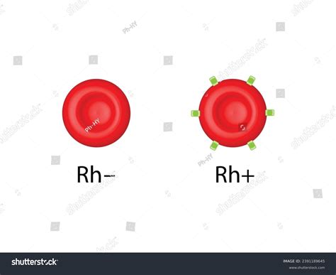 Rh Positive Rh Negative Red Blood Stock Vector (Royalty Free ...