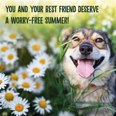 Junaluska Animal Hospital Nc