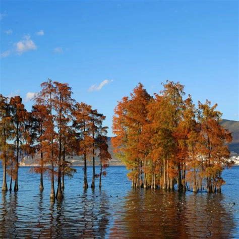 冬日洱海红水杉美出圈最新素材