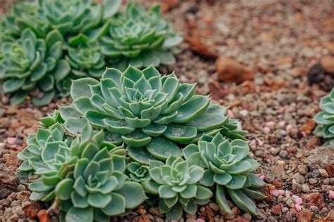 The Best Succulent Plants for Your Indoor Garden - Succulent Source