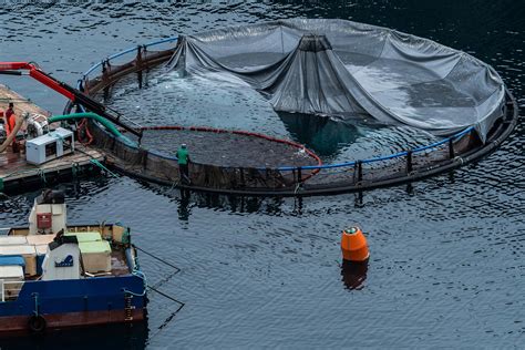 Fish Farming Methods 的图像结果