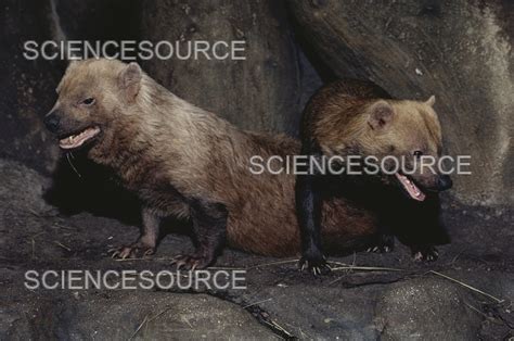 Image result for Copulation in Animals