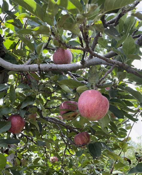 A Visit To Blake Farms in South Lyon