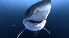 Shark Photo by Great White Sharks 360 4k Encounter On Shark Photo