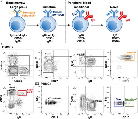 Mouse B Cells: Types Of Murine B Cells And Their Functions – JMNG