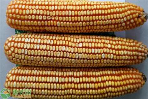 联创832玉米品种介绍-农百科