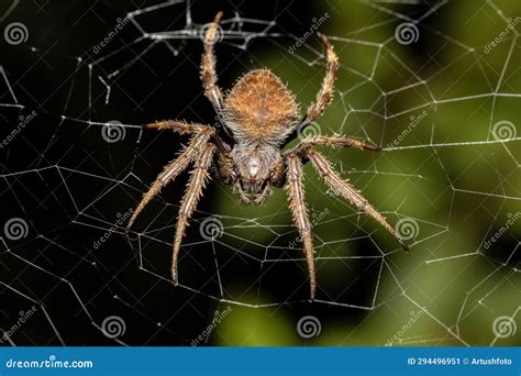 Eriophora Ravilla, the Tropical Orb Weaver Spider, Tortuguero, Costa ...