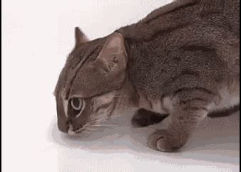 Coder Coder HTML 的图像结果