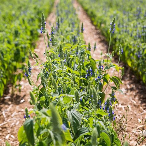 Chia Seeds Cultivation in UP; Know Why the Seeds are in Great Demand in ...