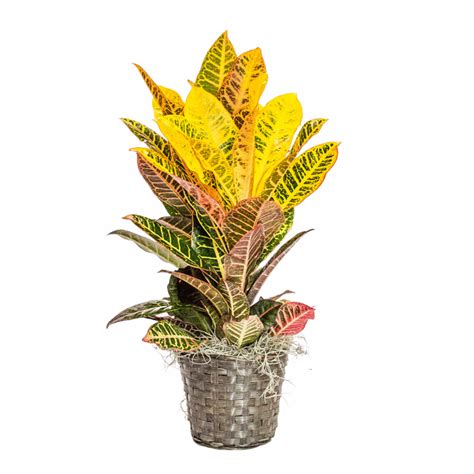 Croton Petra • Cross Creek Nursery and Landscape