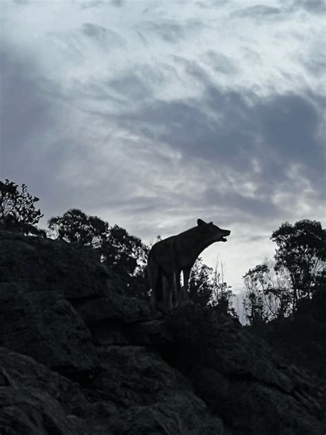 Coyote barking in San Francisco : r/wildlifephotography