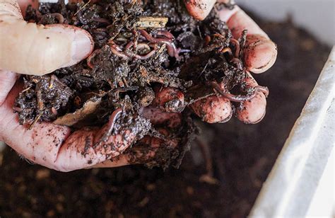 Worm Farm Close Up 的图像结果