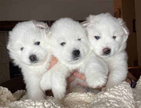 American Eskimo Dog Puppies For Sale - AKC PuppyFinder