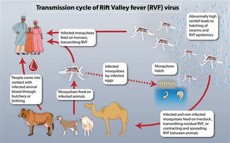 Entomological studies to inform Rift Valley fever control in Uganda