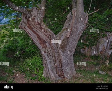 Sweet chestnut (Castanea sativa) brown tree bark macro close up texture ...