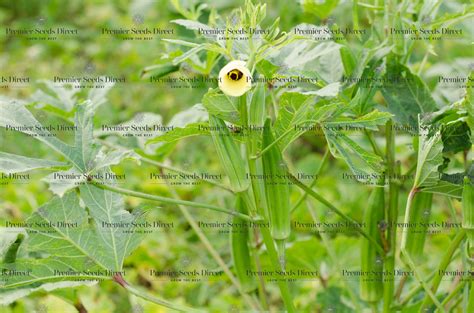 Okra Clemson Spineless Organic | Organic Okra | Premier Seeds Direct ltd