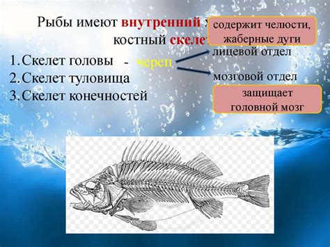 Внутреннее строение рыб - презентация онлайн