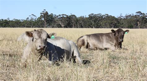 Murray Grey Cattle