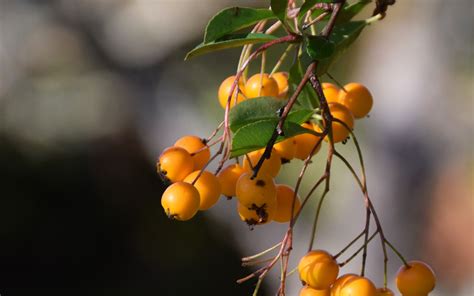 Download wallpaper 2560x1600 mountain ash, branch, berries, leaves ...
