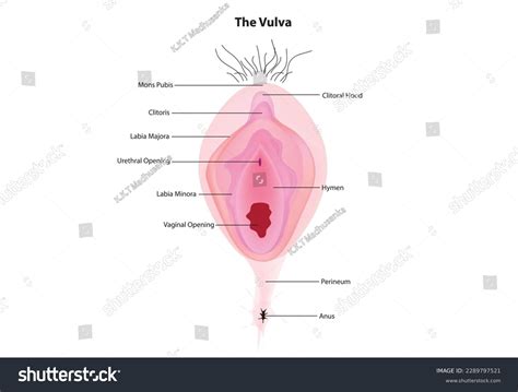 7+ Hundred Anatomy Vulva Royalty-Free Images, Stock Photos & Pictures ...