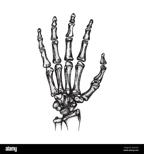 Skeleton Hand Drawings Tumblr